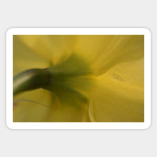 Backside of a Daffodil Sticker